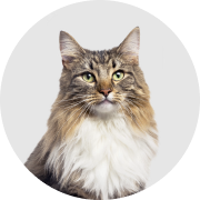 Для кошек